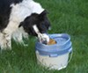 Dog eating out of PortablePET LunchBox travel food container.