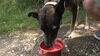 dog drinking from Valterra fold-up dog bowl.