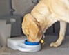 PortablePET Waterboy dish with dog drinking. 
