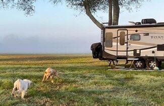 Two dogs playing in front of an RV