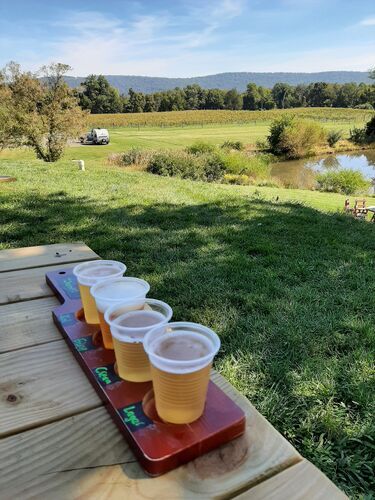 Brewery Glasses on Picnic Table