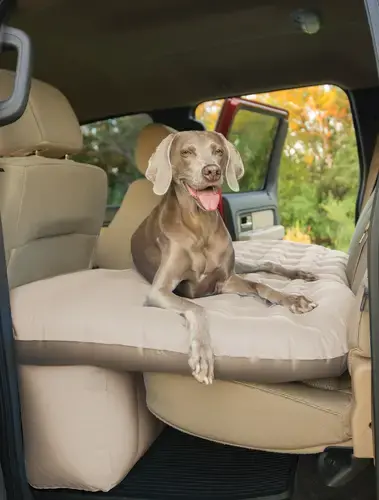 Dog on SUV air mattress